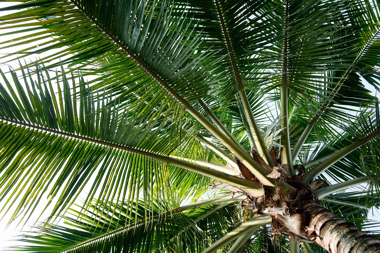 coconut tree